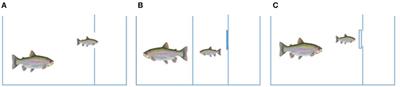 Contrasting Coping Styles Meet the Wall: A Dopamine Driven Dichotomy in Behavior and Cognition